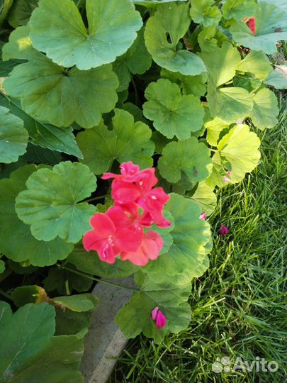 Герань пеларгония