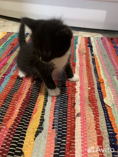 Кошка в дар