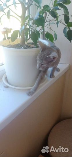 Ориентальные котята