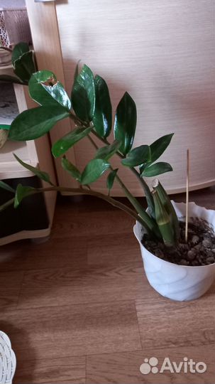 Замиокулькас