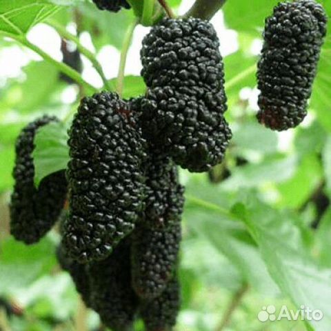 Саженцы Шелковицы Чёрная Жемчужина доставка