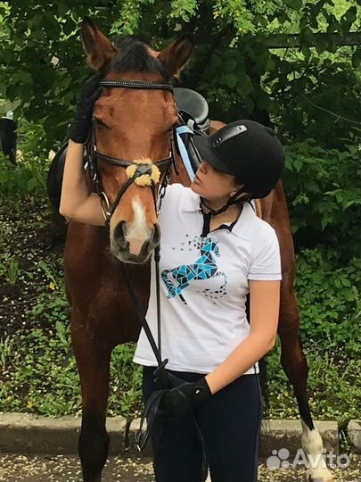 Занятия по верховой езде / лошадь в аренду