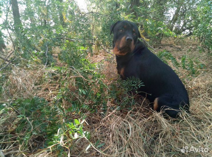 Ротвейлер. Вязка. Кобель