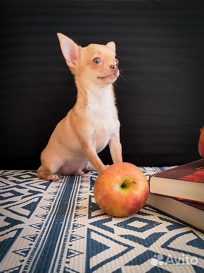 Чихуахуа мальчик РКФ