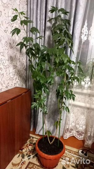 Гибискус китайская роза