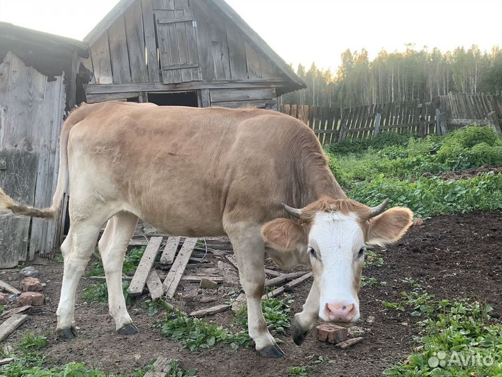 Корова,телка,козел