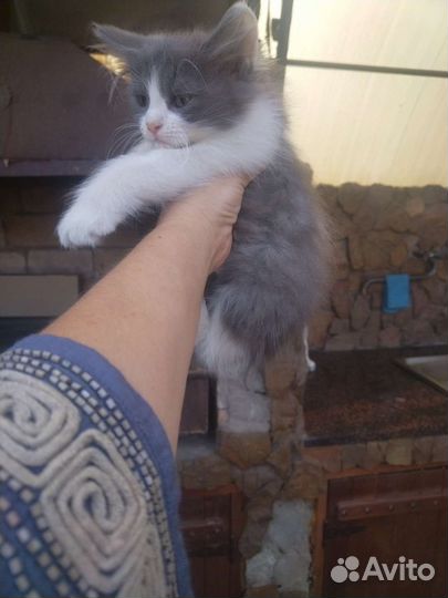 Сибирская кошка