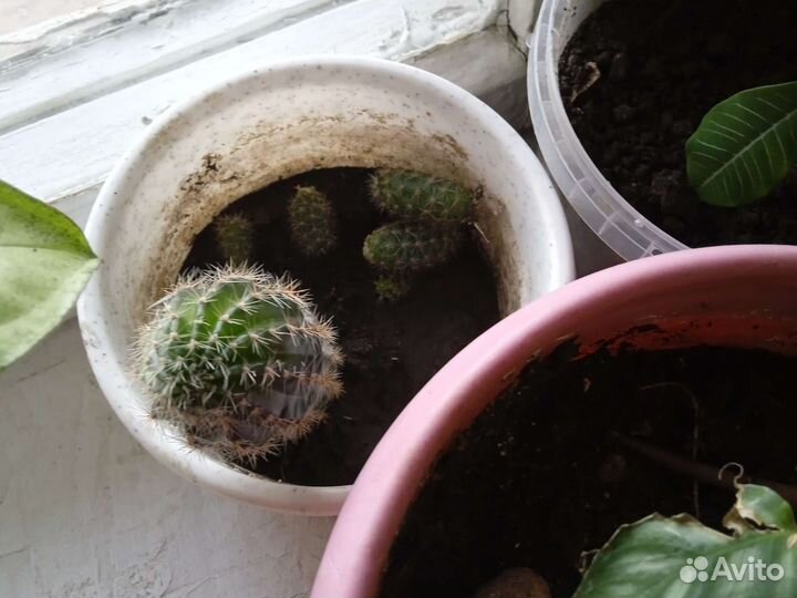 Комнатные цветы