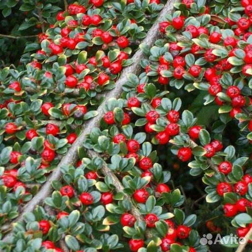 Кизильник горизонтальный, жимолость блестящая