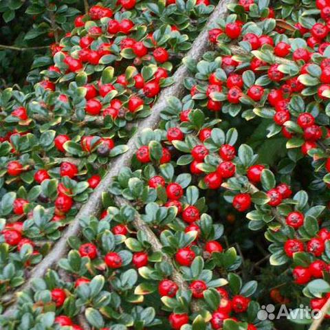 Кизильник горизонтальный, жимолость блестящая