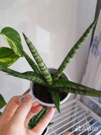 Сансевиерия бонселенсис