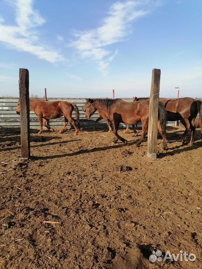 Кобылы с жеребцом