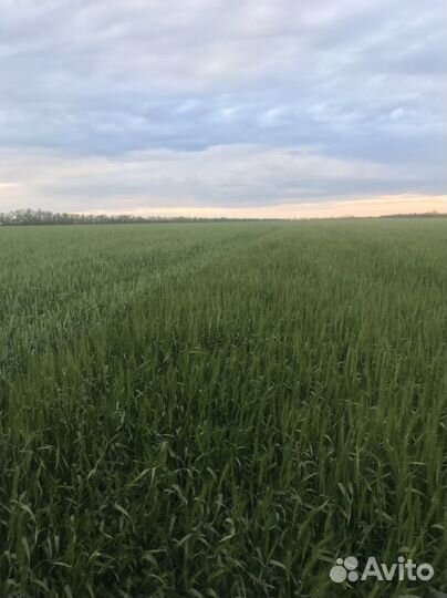 Пшеница семена «Борвий» элита