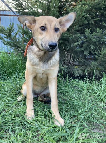 Чара в добрые руки