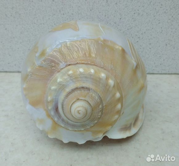 Фалиум с дельфином 11,4 морская ракушка раковина