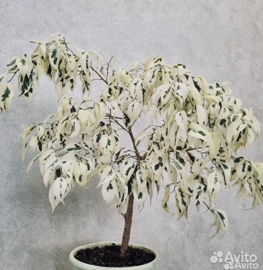 Фикус де Гантель - укорененные отростки