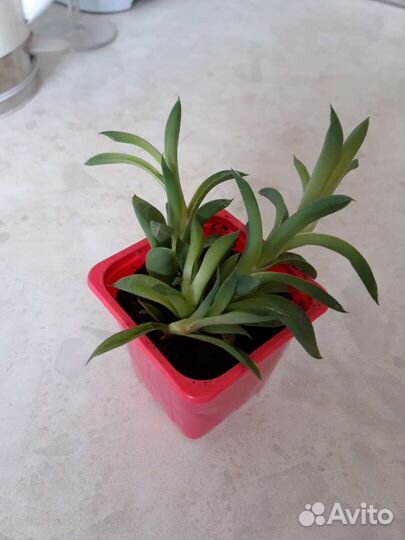 Хавортия травянистая