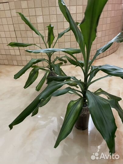 Аптения, драцена, строманта