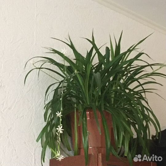 Хлорофитум в горшке