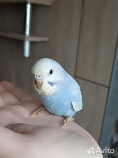 Птенцы волнистый попугай