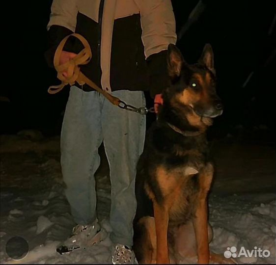 Отдам в добрые руки