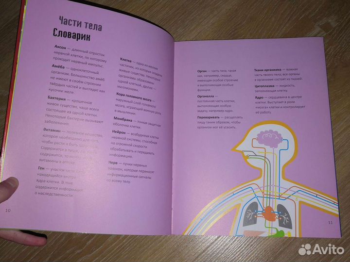 Человеческое тело за 30 секунд