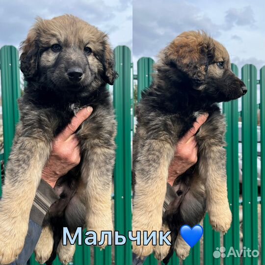 Щеночки в добрые руки бесплатно
