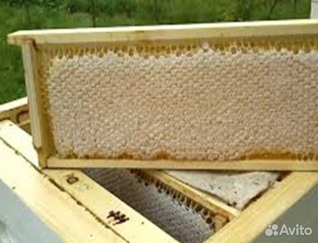 Мёд 24 года из Алтая опт