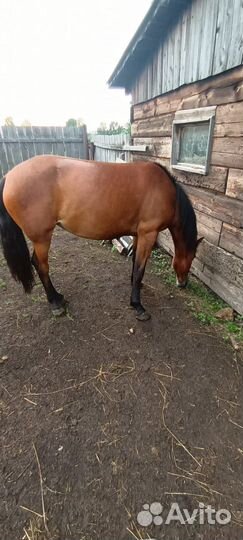 Продам лошадь