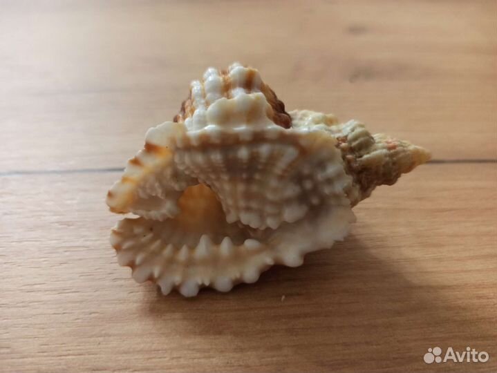 Морская раковина