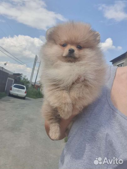 Щенки шпица