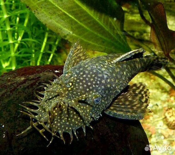 Аквариумные рыбки