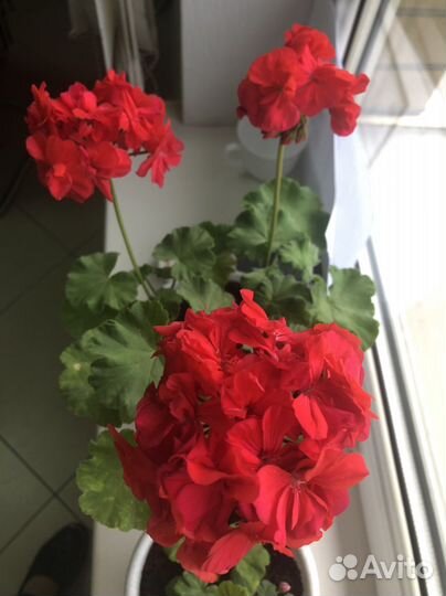 Пеларгония герань
