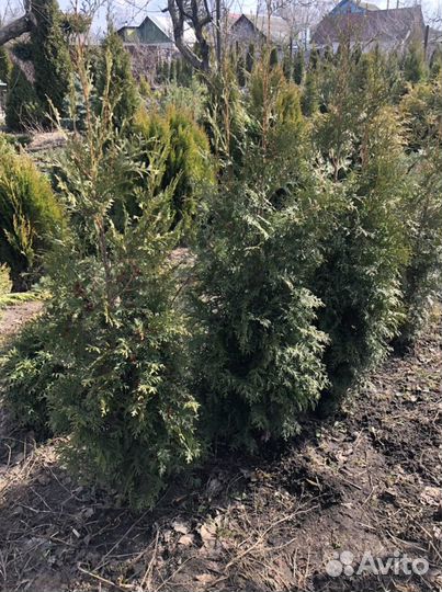 Туя западная Брабант