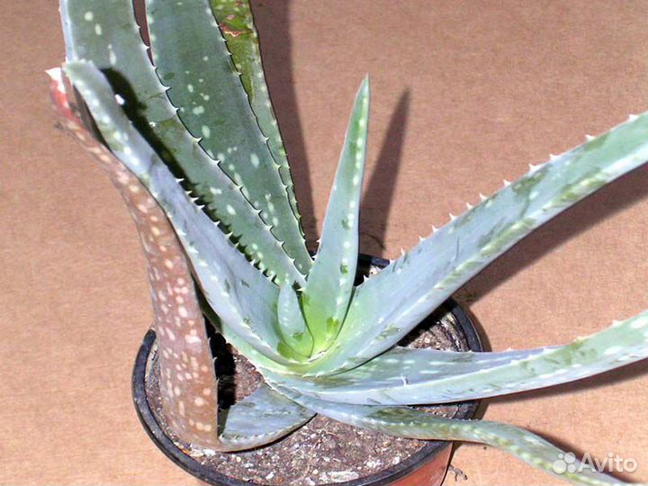 Алое вера настоящее(барбадоское), лечебное