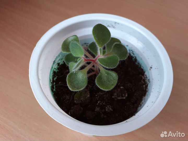 Аихризон дерево любви