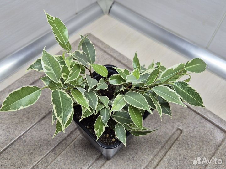 Фикус бенджамина Кинки