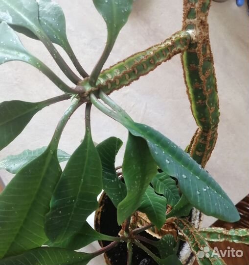 Молочай, суккулент, пальма