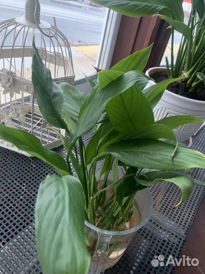 Комнатные цветы