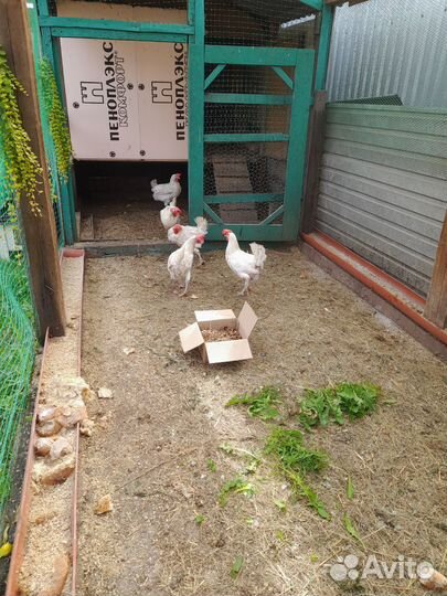 Куры несушки