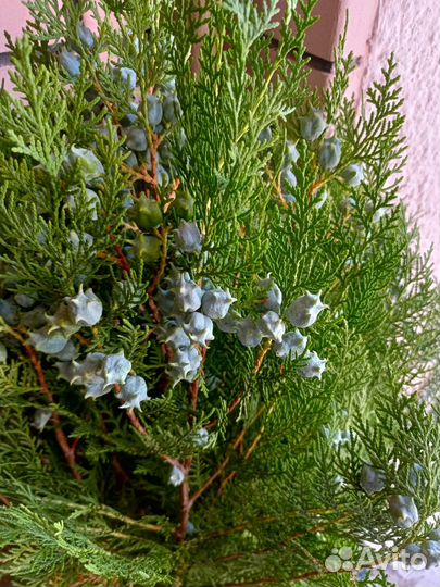 Туи и можжевельник