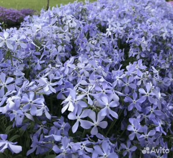 Многолетники