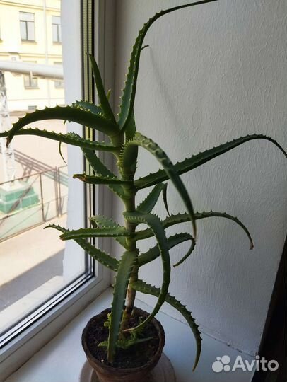 Каланхоэ. Алое. Алое вера