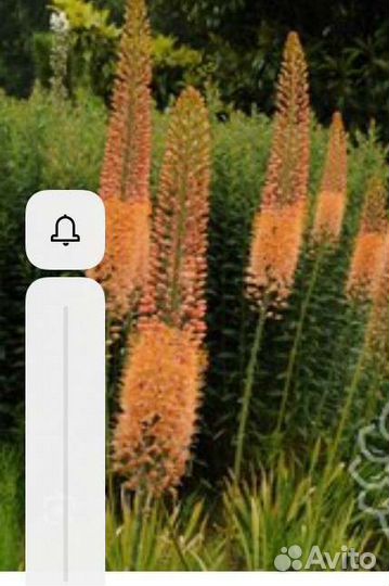 Эремурус корневище