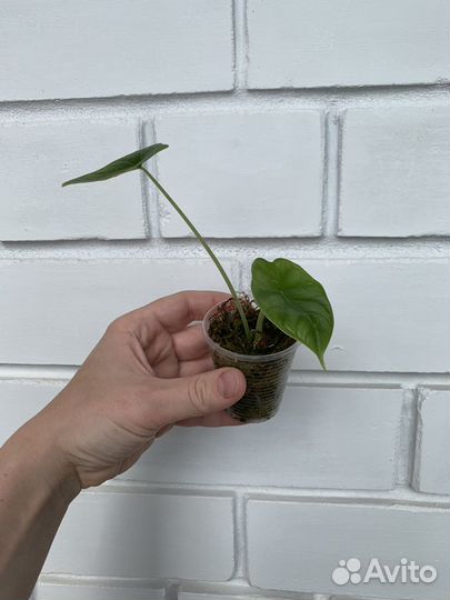 Алоказия шкура дракона