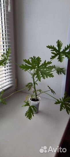 Герань пеларгония душистая мята лайм