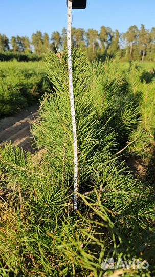 Сеянцы ели европейской окс