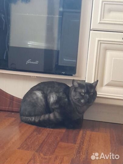 Кот в дар