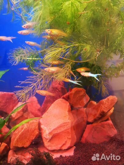 Гуппи голубое золото