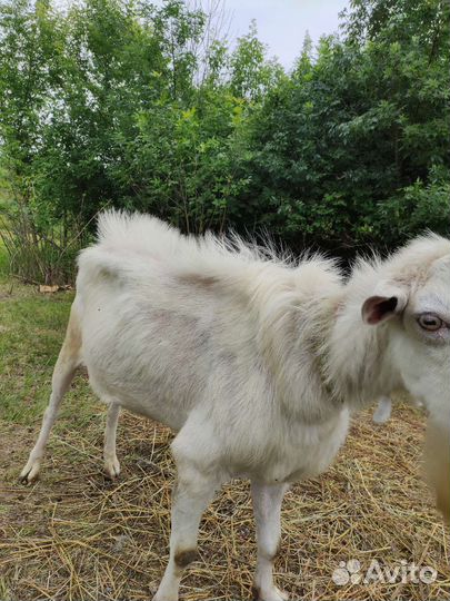 Козел зааненский